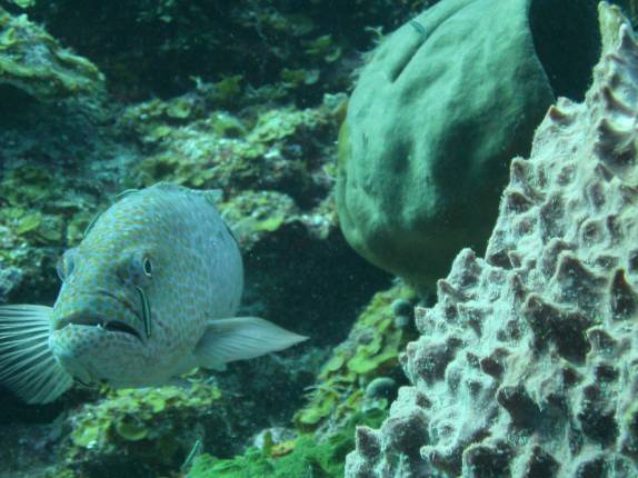 Fotografando peixes no Marilyn's Cut, em Little Cayman, nas Ilhas Caiman